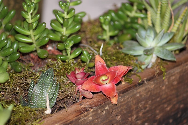 Magical Centerpieces